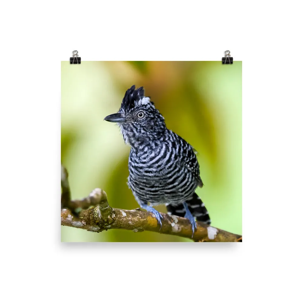 Barred Antshrike - print