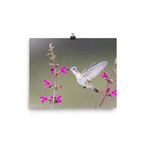 Black-chinned Hummingbird female - print
