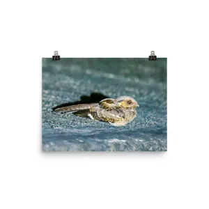 Common Parauque - print