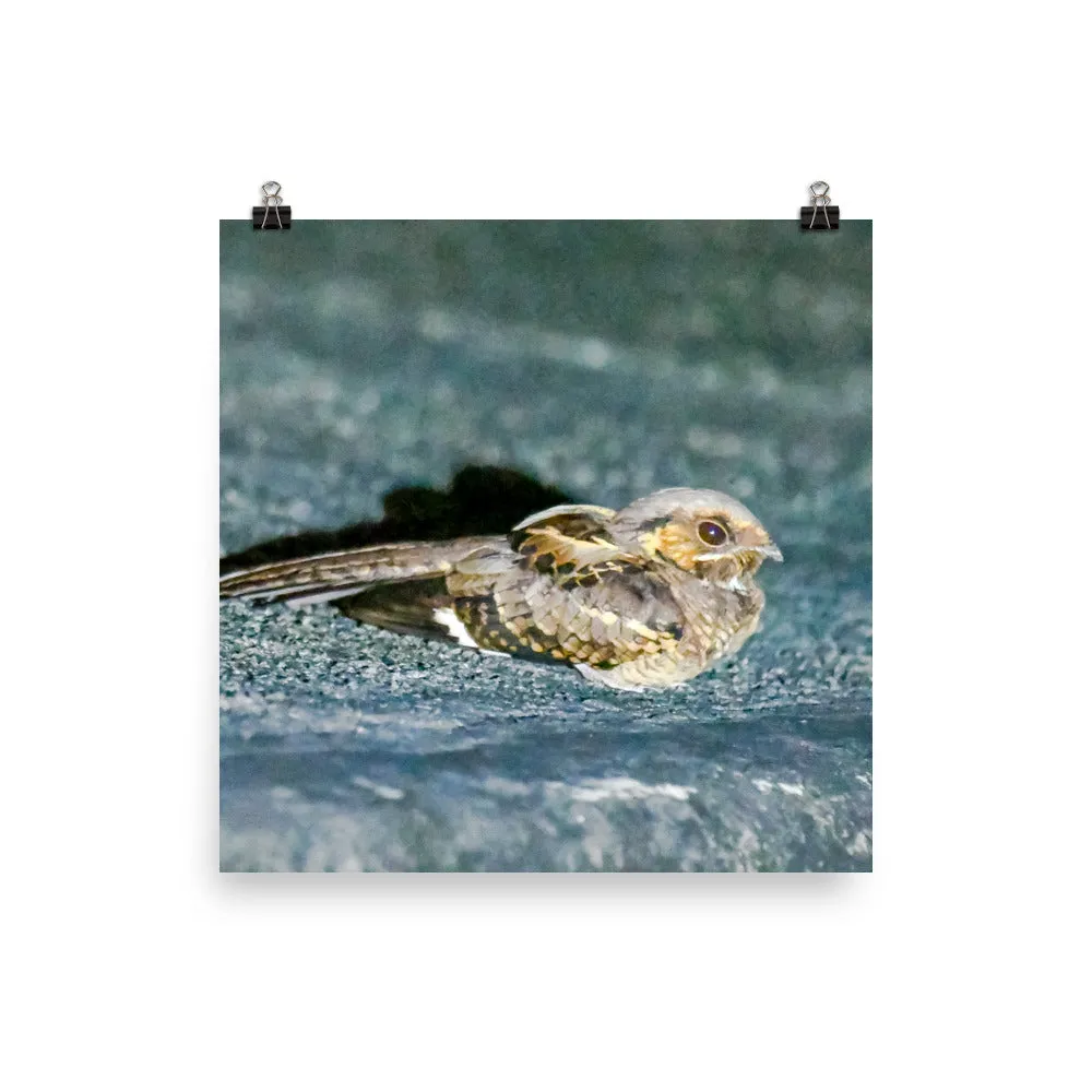 Common Parauque - print