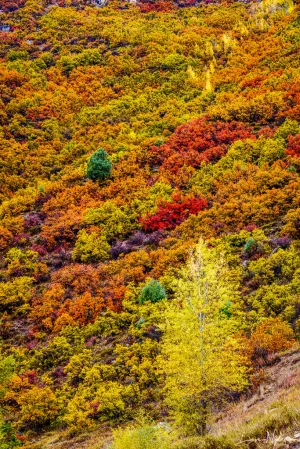 Fall Palette