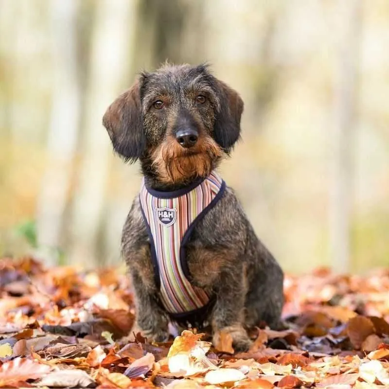 Hugo & Hudson Multi Coloured Stripe Dog Harness
