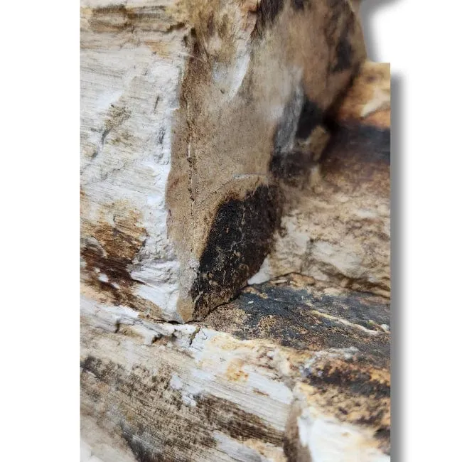 Jurassic Stone