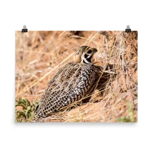 Montezuma Quail - print