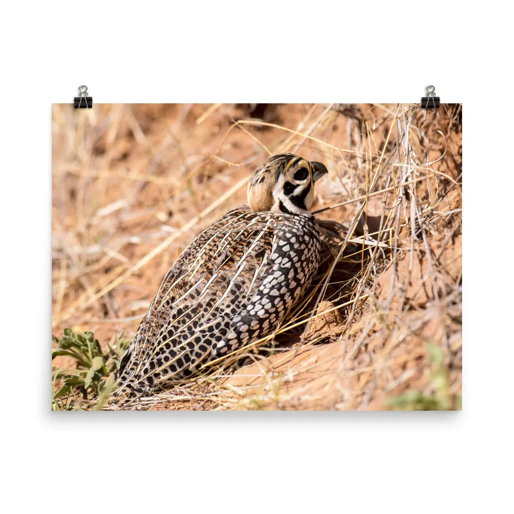 Montezuma Quail - print