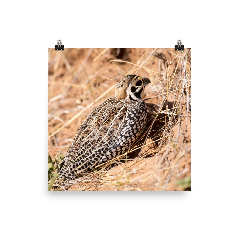 Montezuma Quail - print