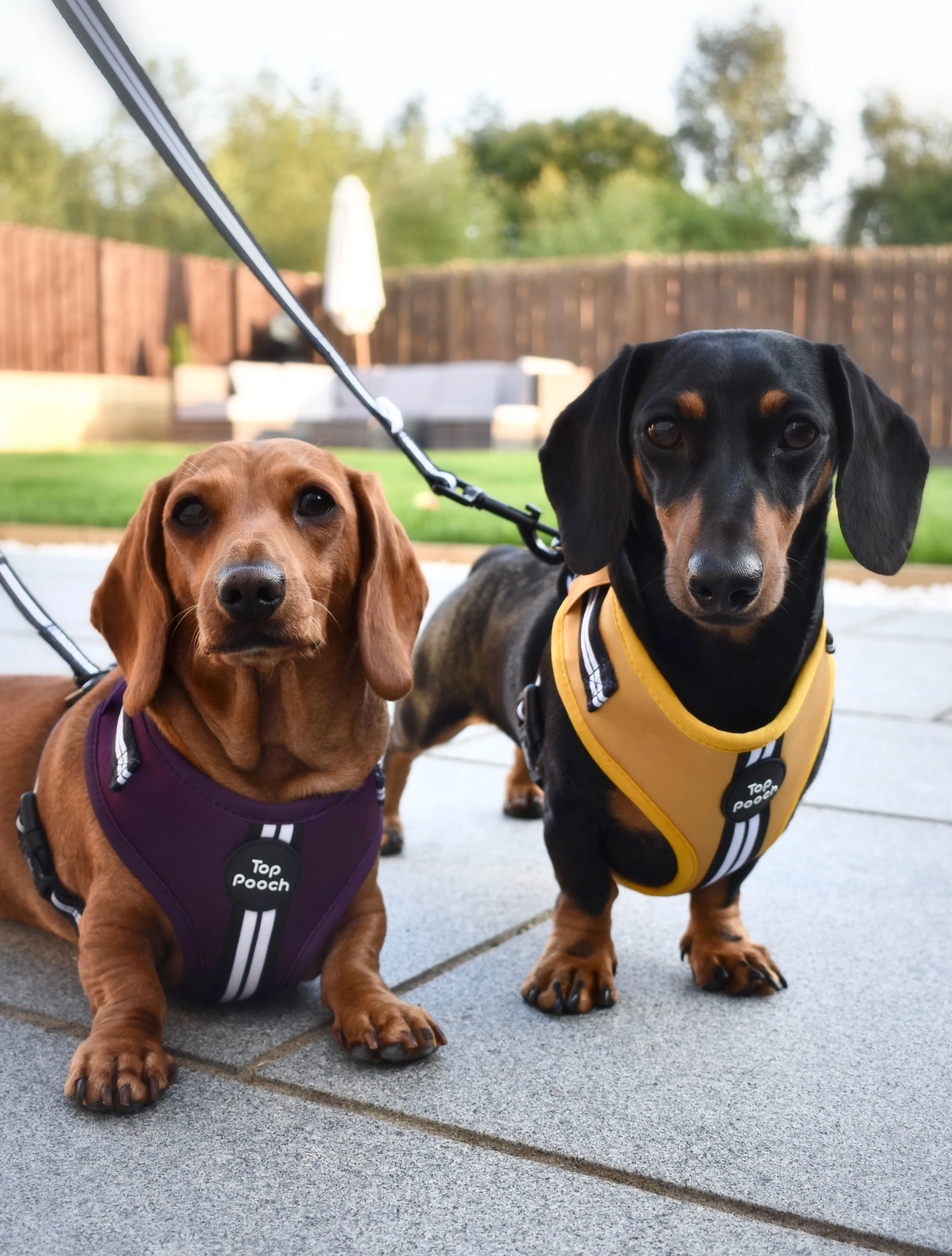 Retro Stripe Dog Harness - Mustard