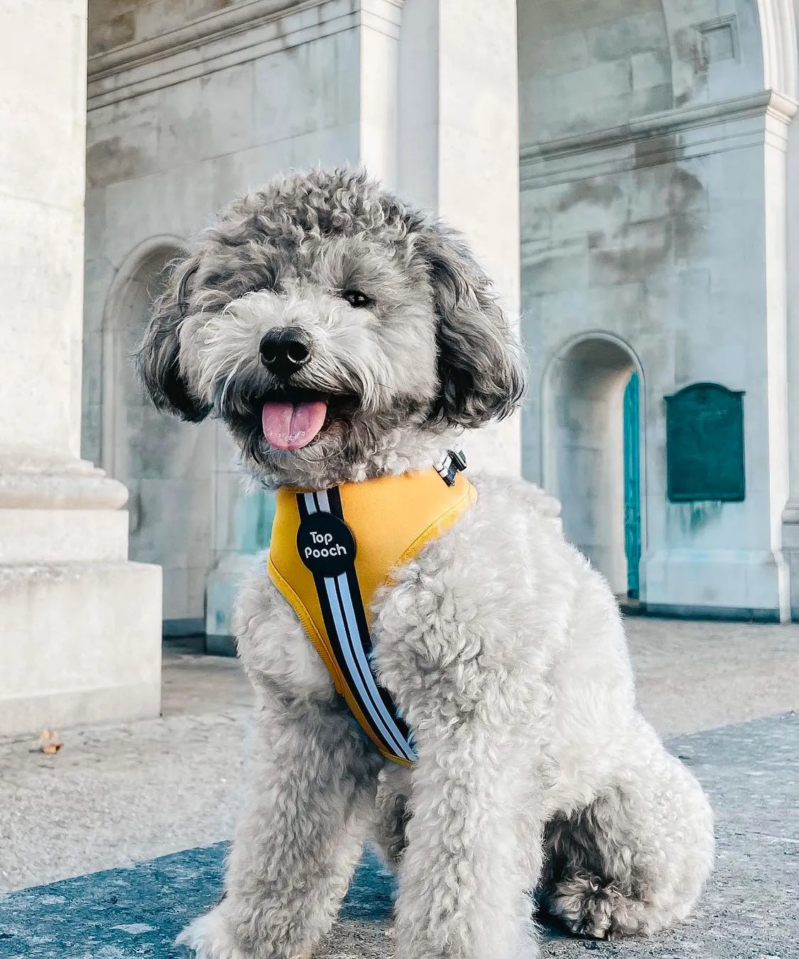 Retro Stripe Dog Harness - Mustard