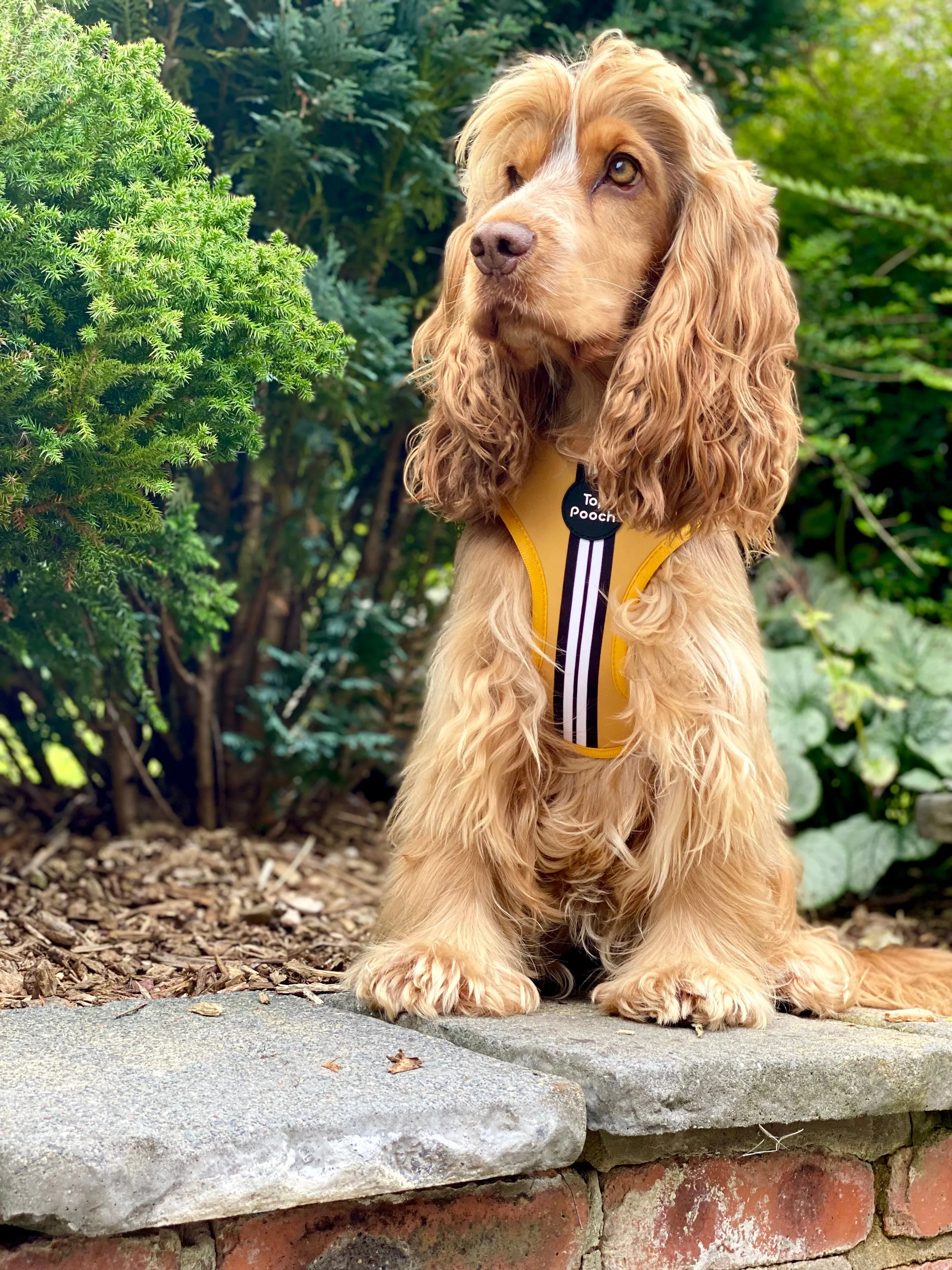 Retro Stripe Dog Harness - Mustard