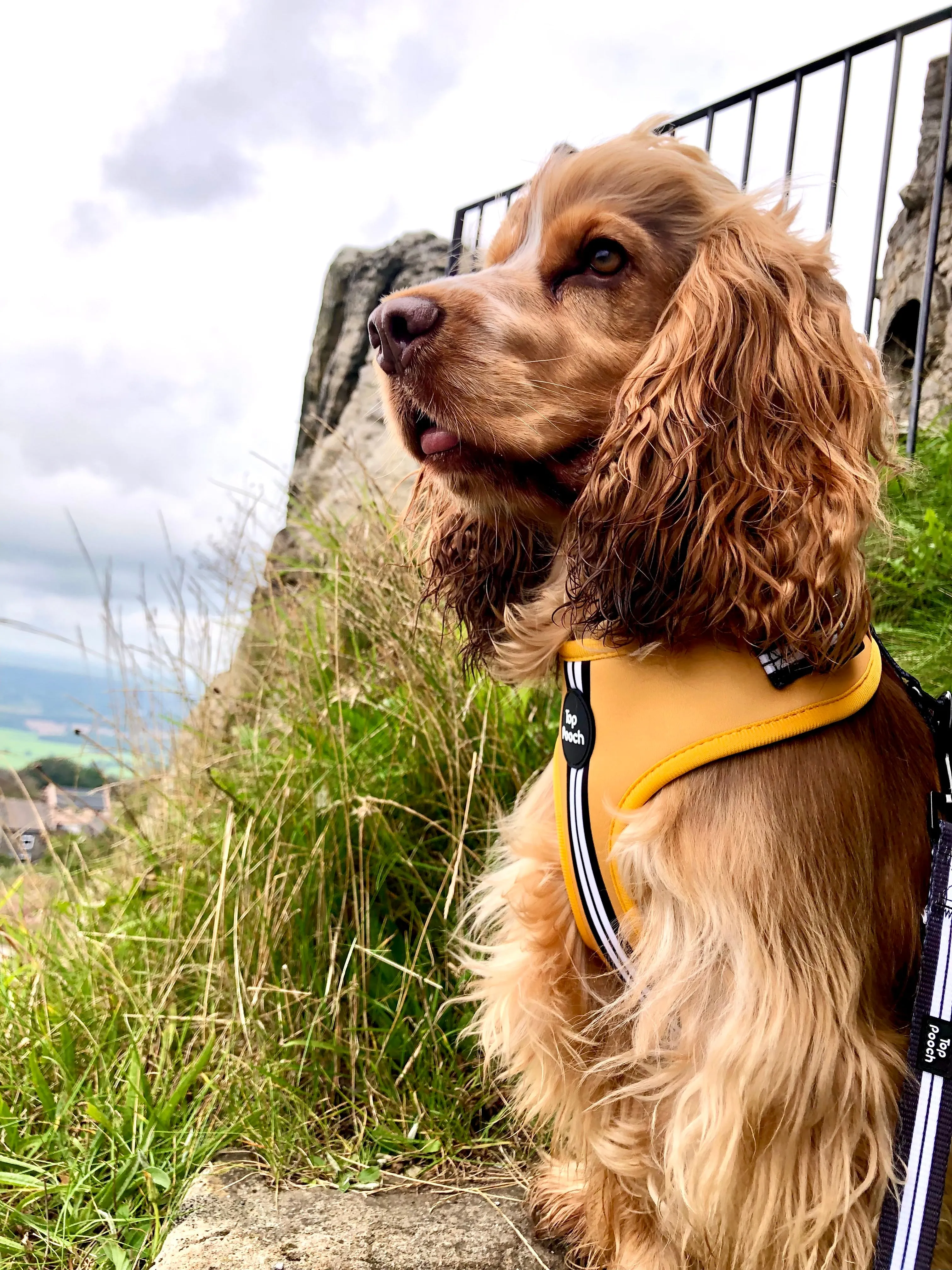 Retro Stripe Dog Harness - Mustard