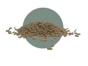 SY TF 813 Triticale