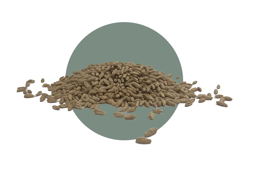 SY TF 813 Triticale