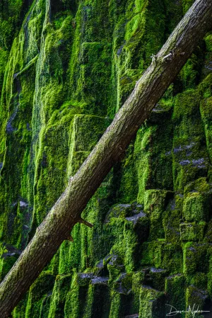 Tree Fall