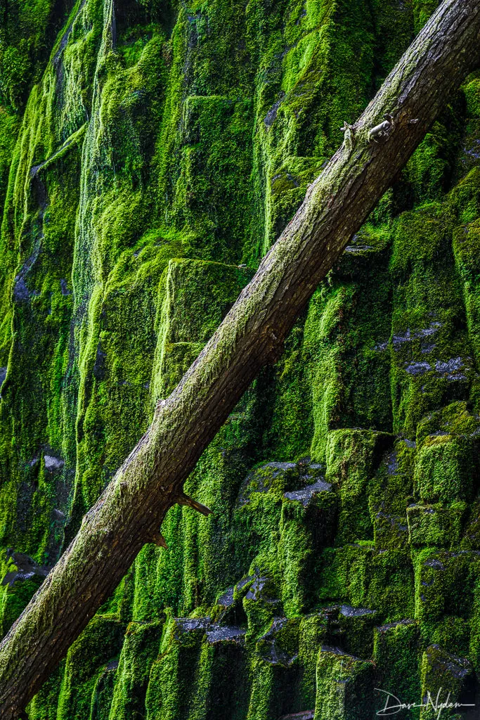 Tree Fall