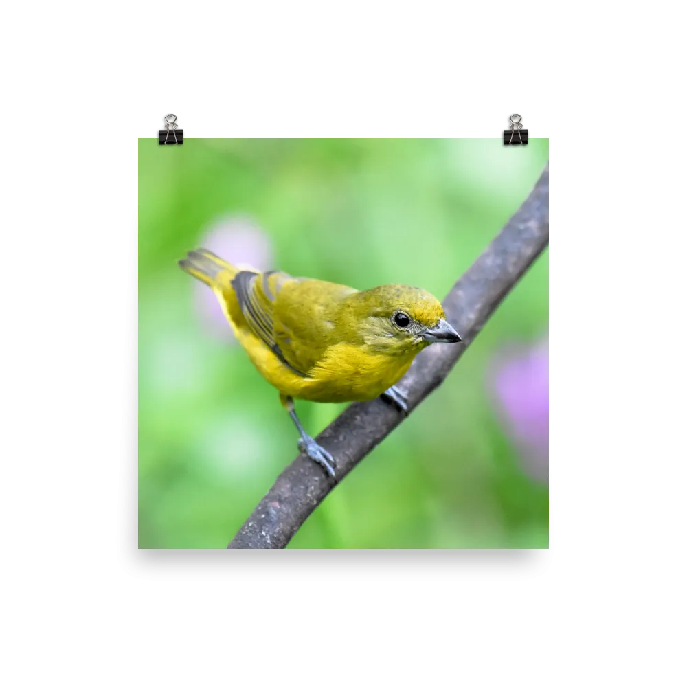 Violaceous Euphonia female - print