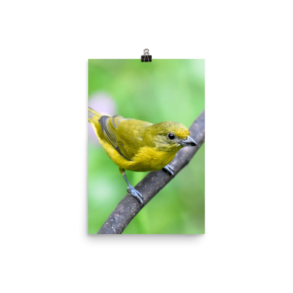 Violaceous Euphonia female - print