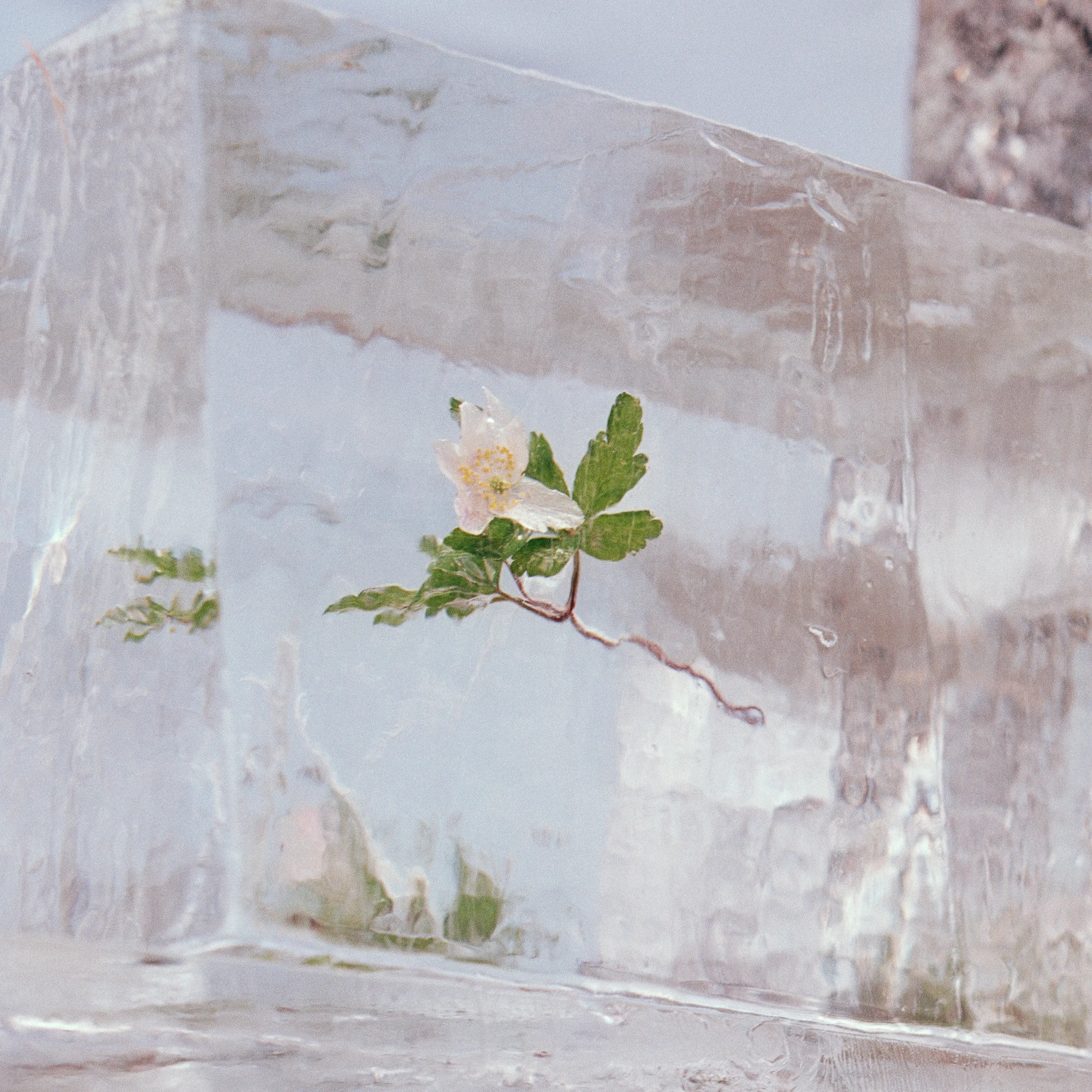Windflowers [CD]